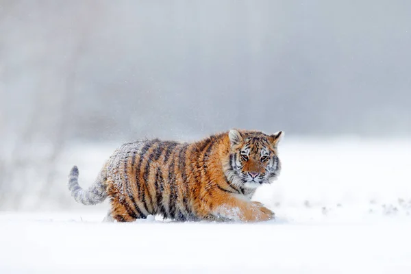 雪の中で実行されている野生の冬の自然の虎 シベリアのトラ アムールトラ 危険な動物とアクション野生動物シーン ロシアの冬は寒い 野生の猫と雪 — ストック写真