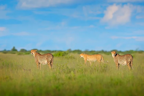 Çim Mavi Gökyüzü Bulutlu Cheetah Ailesi Doğa Ortamlarında Benekli Vahşi — Stok fotoğraf