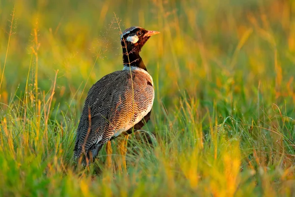 Southern Black Korhaan Busard Afrotis Afra Πουλί Στο Γρασίδι Φως — Φωτογραφία Αρχείου