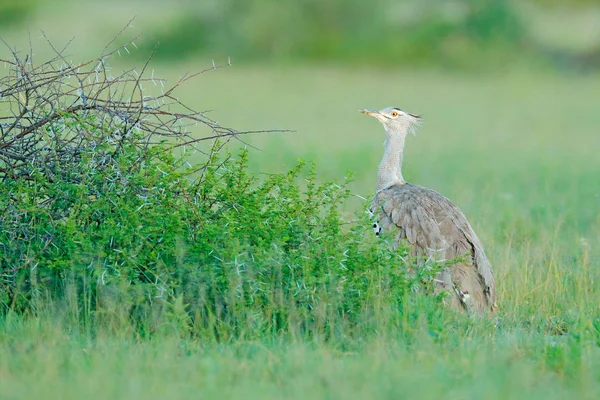 Ardeotis アフリカオオノガン最大飛ぶ鳥アフリカ原産 夜の光 オカバンゴ モレミ ボツワナの鳥 アフリカの自然から野生動物のシーン 草生息地の鳥 — ストック写真