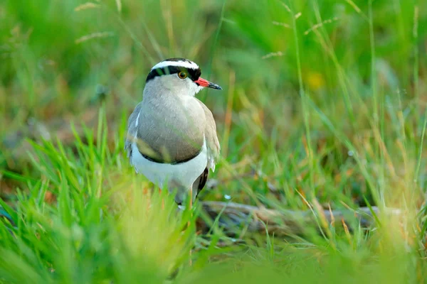 Kız Kuşu Vanellus Coronatus Yeşil Çimen Moremi Okavango Deltası Botswana — Stok fotoğraf