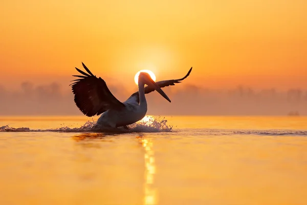 Ptak Wschód Słońca Rano Pelikan Kędzierzawy Pelecanus Jezioro Kerkini Grecja — Zdjęcie stockowe