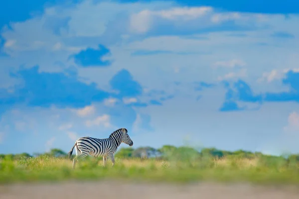 Zebra Com Céu Azul Tempestade Com Nuvens Zebra Burchell Equus — Fotografia de Stock