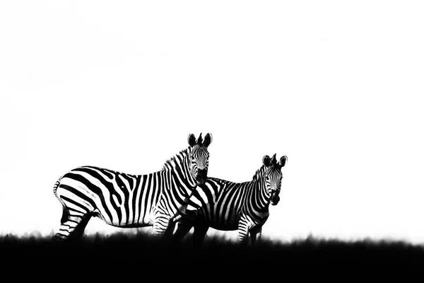 Schwarz Weiß Foto Zebra Bei Klarem Himmel Burchell Zebra Equus — Stockfoto