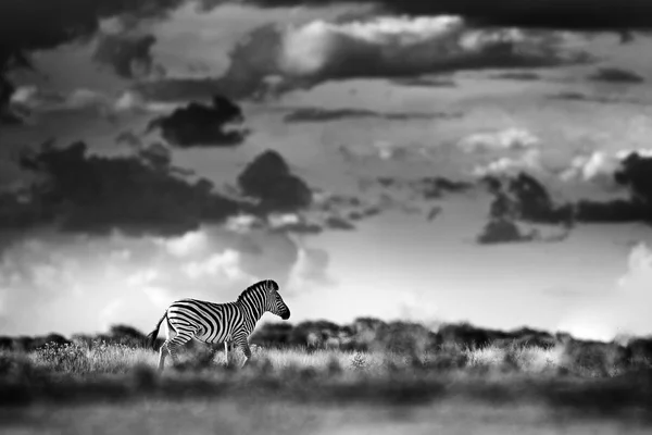 Zebra Dark Storm Sky Burchell Zebra Equus Quagga Burchellii Nxai — Stock Photo, Image