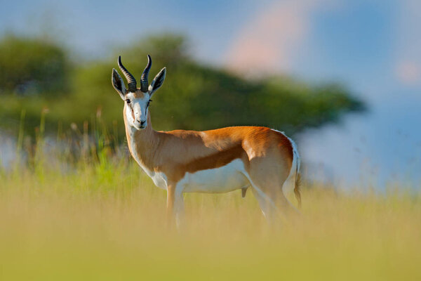 Springbok, Antidorcas marsupialis, животное, ходящее по траве в жаркий день. Лесное млекопитающее в среде обитания, Окаванго, Ботсвана. Дикая природа с оленями из Африки. природа
. 