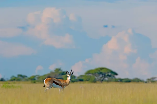 Springbok Antidorcas Marsupialis Animal Marchant Dans Herbe Eau Pendant Journée — Photo