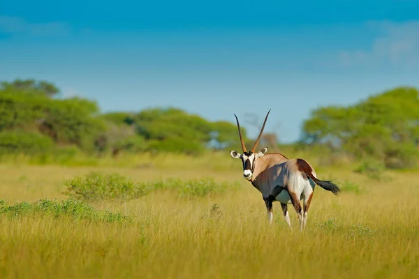 Gemsbok Com Floresta Verde Pôr Sol Noite Gemsbuck Oryx Gazella — Fotografia de Stock
