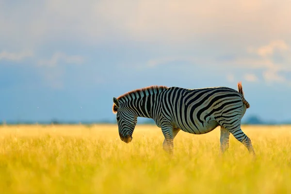 Dzikie Zwierzę Zielonej Łące Podczas Zachodu Słońca Dzikość Natura Piękny — Zdjęcie stockowe