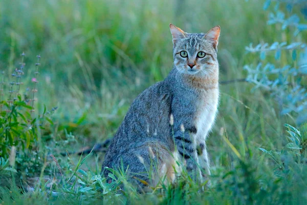 アフリカのヤマネコ Felis Lybica 近東野生の猫とも呼ばれます 自然の生息地 草の牧草地 ナイパン国立公園 ボツワナ アフリカで野生動物 — ストック写真