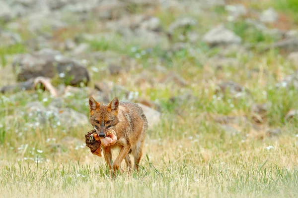 Aranysakál Canis Aureus Etetés Jelenet Rét Madzharovo Keleti Rhodopes Bulgária — Stock Fotó