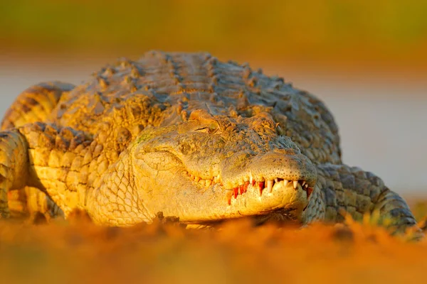 Нильский Крокодил Crocodylus Niloticus Открытой Мордой Берегу Реки Дельта Окаванго — стоковое фото