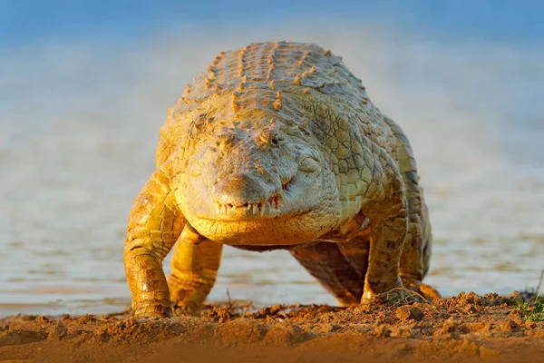Krokodil Met Prachtig Avondlicht Nijlkrokodil Crocodylus Niloticus Met Open Snuit — Stockfoto