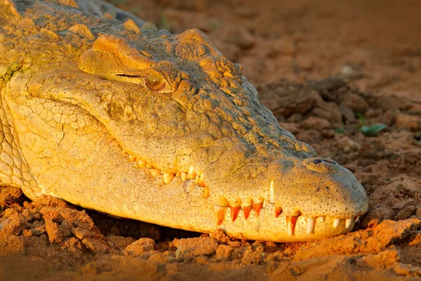 Κροκόδειλος Του Νείλου Crocodylus Niloticus Ανοιχτό Ρύγχος Στην Όχθη Του — Φωτογραφία Αρχείου