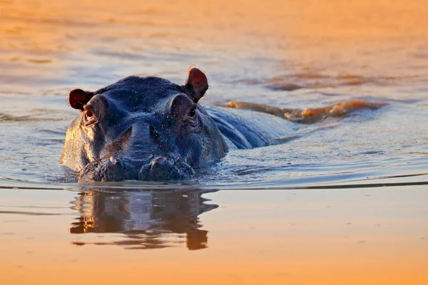 Nijlpaard Het Water Afrikaanse Nijlpaard Hippopotamus Amphibius Capensis Met Avondzon — Stockfoto