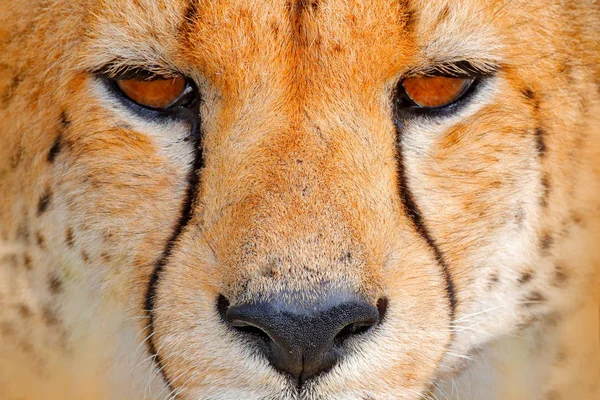 Cheetah Face Acinonyx Jubatus Detail Close Portrait Wild Cat Fastest — Stock Photo, Image