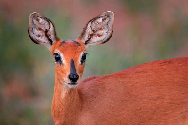 チョベ Bushbuck Scriptttus 熊詳細緑の葉は 自然の生息地 ビクトリアの滝 ザンベジ川 ジンバブエで動物のカモシカの肖像画 — ストック写真