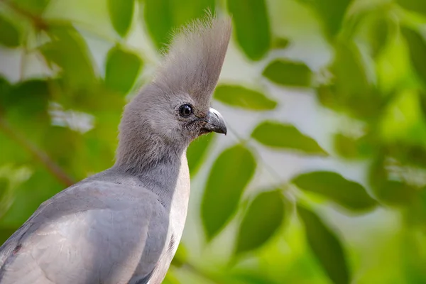 灰色鳥 移動距離 Corythaixoides 灰色ラウリー詳細肖像画緑豊かな植生に エボシドリ科自然の生息地で 木の葉を 自然から野生動物のシーン — ストック写真