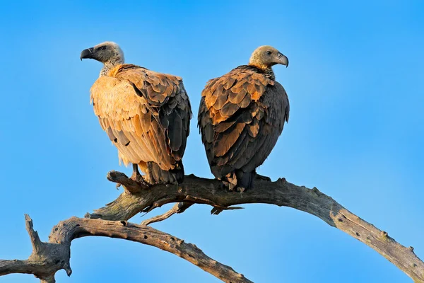 Ακρωτήριο Γύπα Gyps Coprotheres Δύο Αρπακτικά Πουλιά Κάθονται Στον Κλάδο — Φωτογραφία Αρχείου