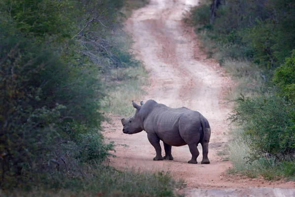 Rhino Élőhely Erdei Úton Fehér Orrszarvú Ceratotherium Simum Vágott Kürttel — Stock Fotó