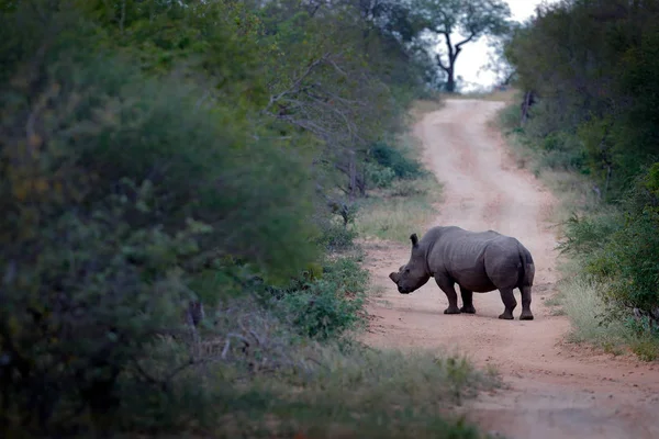 Rhino Élőhely Erdei Úton Fehér Orrszarvú Ceratotherium Simum Vágott Kürttel — Stock Fotó