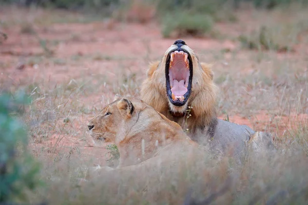 León Con Bozal Abierto Retrato Pareja Leones Africanos Panthera Leo — Foto de Stock