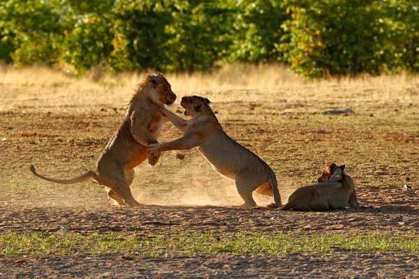 Lions fight in the sand. Lion with open muzzle. Pair of African lions, Panthera leo, detail of big animals, Etosha NP, Namibia in Africa. Cats in nature habitat. Animal behaviour in Namibia.