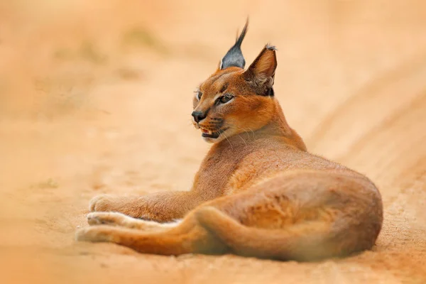 Caracal Afrikanischer Luchs Orangefarbener Sandwüste Etosha Namibia Schöne Wilde Katze — Stockfoto