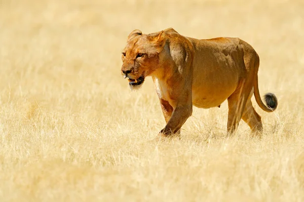 Big Angry Female Lion Etosha Namibia African Lion Walking Grass — Stock Photo, Image