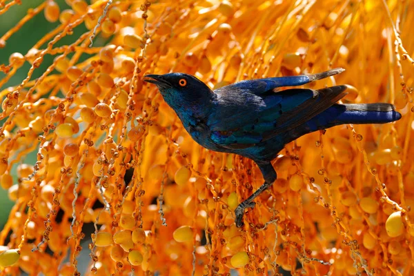 Cape Glossy Starling Lamprotornis Nitens Charakter Siedliska Pomarańczowy Plam Drzewa — Zdjęcie stockowe