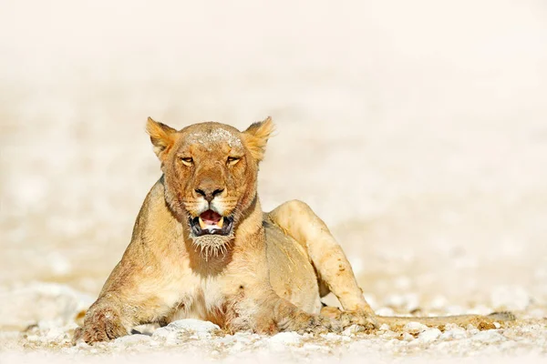 Θηλυκό Λιοντάρι Στην Ετόσα Στην Ναμίμπια Και Παν Αφρικανικό Λιοντάρι — Φωτογραφία Αρχείου