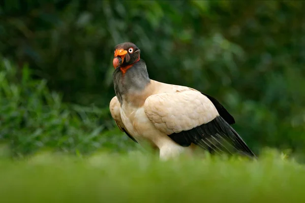 Król Sęp Kostaryka Duży Ptak Znaleziony Ameryce Południowej Scena Dzikiej — Zdjęcie stockowe