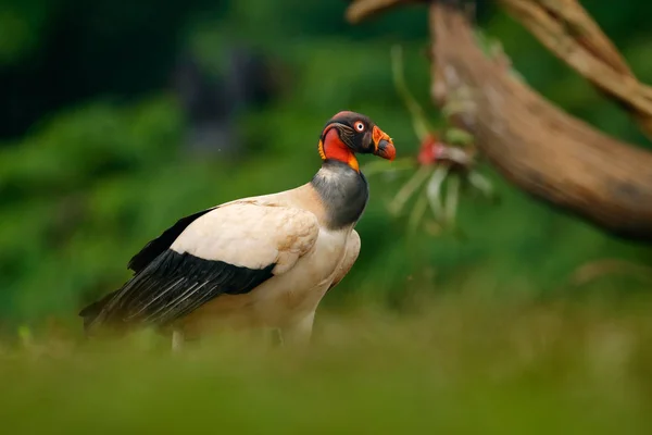 King Vulture Sarcoramphus Papa Large Bird Found Central South America — Stock Photo, Image