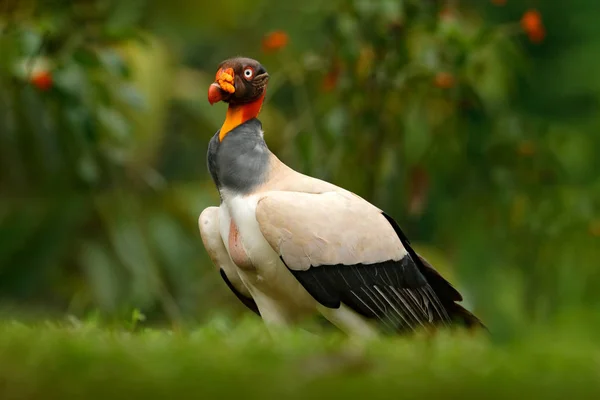 キング ハゲタカ サルコランフス 中央アメリカと南アメリカで発見された大型鳥 空飛ぶ鳥 背景の森 熱帯の自然からの野生動物のシーン レッドヘッドバード 開いた翼を持つコンドル パナマ — ストック写真