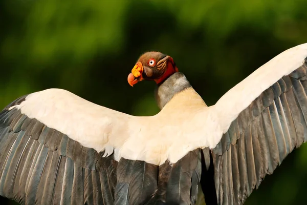 Avvoltoio Reale Costa Rica Grosso Uccello Trovato Sud America Scena — Foto Stock