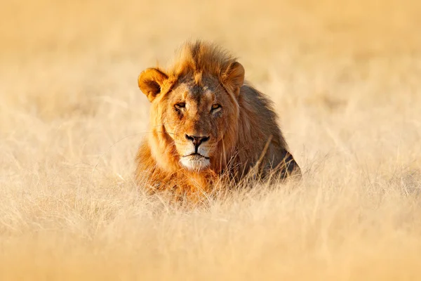 大老毛狮子在草地上 面对危险动物的肖像 来自大自然的野生动物场景 动物在栖息地 美丽的傍晚光线 — 图库照片