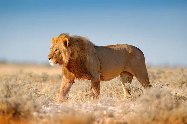 Velký Lev Hřívou Etosha Namibie Africký Lev Procházky Trávě Krásné — Stock fotografie