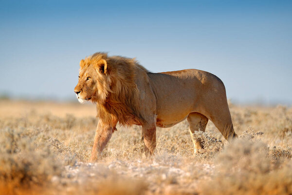 Big lion with mane in Etosha, Namibia. African lion walking in the grass, with beautiful evening light. Wildlife scene from nature. Aninal in the habitat.
