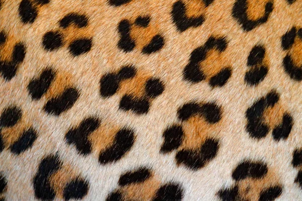 Abrigo Piel Leopardo Manchado Detalle Detalle Retrato Cerca Gato Salvaje — Foto de Stock