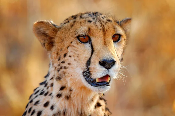 Лицо Гепарда Acinonyx Jubatus Подробный Портрет Дикой Кошки Самое Быстрое — стоковое фото