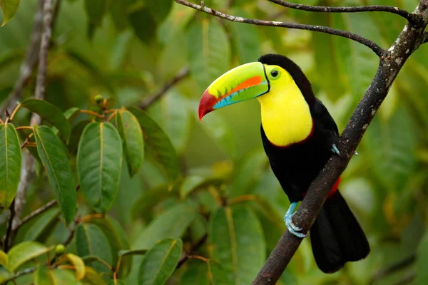 Tucán Sentado Rama Bosque Vegetación Verde Panamá Naturaleza Viaja América — Foto de Stock