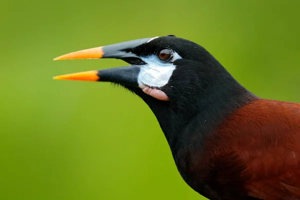 Montezuma Oropendola Psarocolius Montezuma Portrait Exotic Bird Costa Rica Brown — Stock Photo, Image