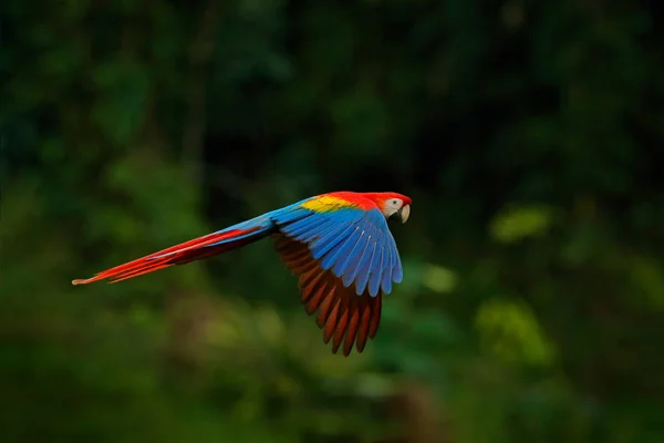 Красный Попугай Лесу Ара Попугай Летит Темно Зеленой Растительности Скарлет — стоковое фото
