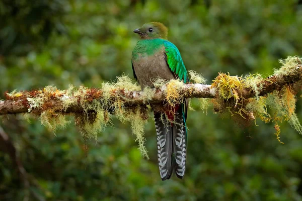 Resplendent Quetzal Savegre Costa Rica Pădure Verde Fundal Magnifică Pasăre — Fotografie, imagine de stoc