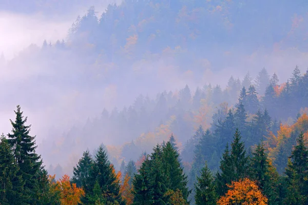 Landschap Slovenië Natuur Europa Mistige Triglav Alpen Met Bos Reizen — Stockfoto