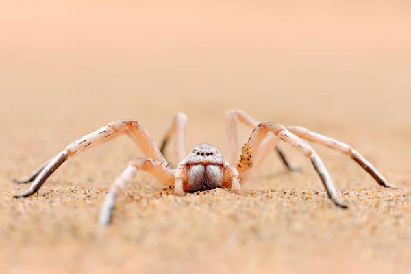 Zlatého Kola Spider Carparachne Aureoflava Tančí Bílé Paní Písečné Duny — Stock fotografie