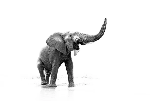 Черно Белое Художественное Фото Африканского Слона Loxodonta Africana Большой Бигуди — стоковое фото