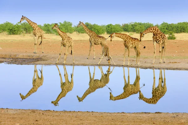 Su kuyusu, durgun su ayna yansıması yakınındaki zürafa etkin Np, Namibya, Afrika grubu. Bir sürü zürafa doğa ortamlarında Afrika yaban hayatı. Mavi gökyüzü ile büyük hayvanlar.