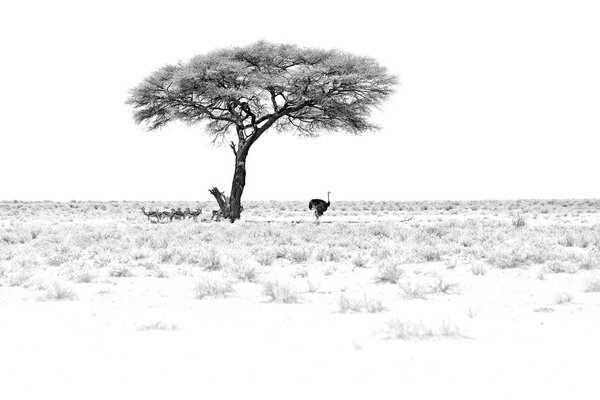 Black and white art. Dry hot day with sun in Etosha NP, Namibia. Herd of antelope springbok and ostrich hidden  below the tree, in the shadow. Animal behaviour in the Africa. Group of springboks.