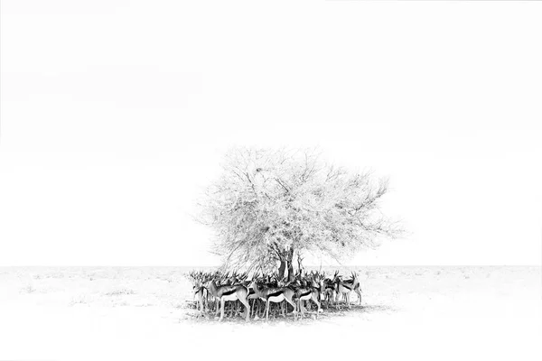 Černá Bílá Umění Suchý Horký Den Sluncem Etosha Namibie Stádo — Stock fotografie